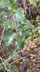 Quercus faginea