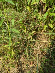 Fimbristylis tomentosa