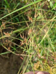 Fimbristylis tomentosa