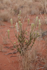 Ptilotus polystachyus