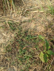 Digitaria longiflora