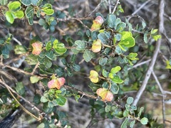 Dodonaea baueri