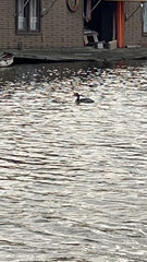 Podiceps cristatus