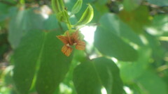 Bauhinia capuronii