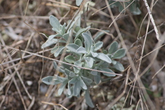 Malcolmia littorea