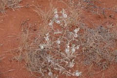 Dissocarpus paradoxus