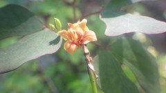 Bauhinia capuronii