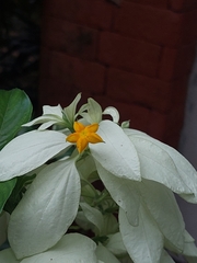 Mussaenda philippica