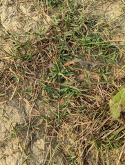 Digitaria longiflora