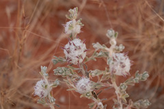 Dissocarpus paradoxus