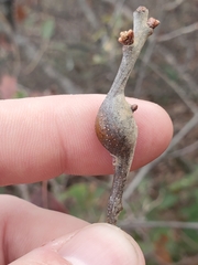 Zapatella quercusphellos