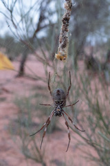 Trichonephila edulis