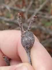 Zapatella quercusphellos