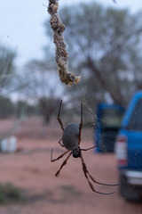Trichonephila edulis