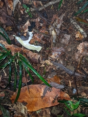 Helicarionoidea