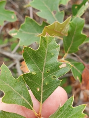 Quercus ilicifolia