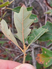 Quercus ilicifolia