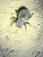 Pimeliinae