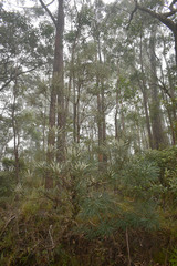 Banksia aquilonia