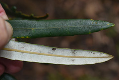 Banksia aquilonia