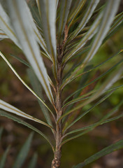 Banksia aquilonia