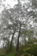 Banksia aquilonia