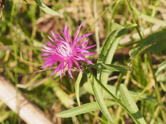 Centaurea