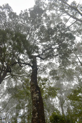 Banksia aquilonia