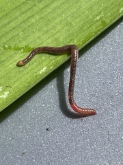 Eisenia fetida