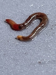 Eisenia fetida