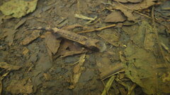 Brookesia stumpffi
