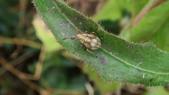 Stictopleurus abutilon