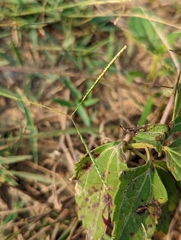 Digitaria longiflora