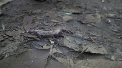 Brookesia stumpffi