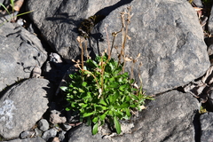Draba hirta