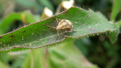 Stictopleurus abutilon