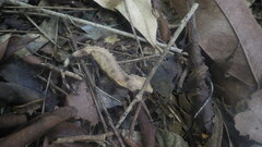 Brookesia stumpffi