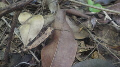 Brookesia stumpffi