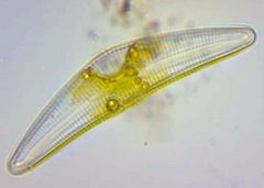 Cymbella