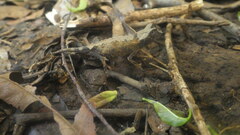 Brookesia stumpffi