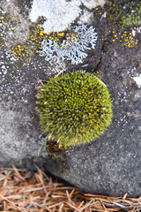 Grimmiaceae