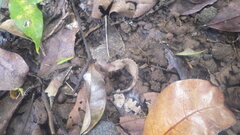 Brookesia stumpffi