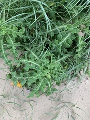 Sonchus megalocarpus