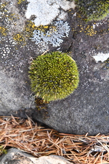 Grimmiaceae