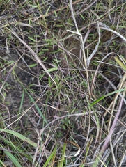 Schizachyrium brevifolium