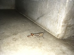 Catantopinae