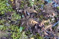 Gymnocarpium jessoense