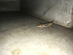 Catantopinae