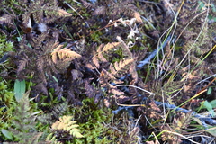 Gymnocarpium jessoense