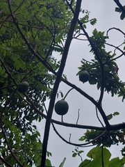 Persea americana